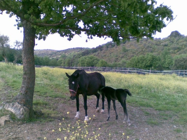  The Horses 